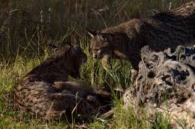 Fossil evidence shows that the issoire lynx (named for the town where the fossils were found), had stocky limbs and a large head and long neck. Lynx Pardelle