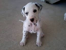 Skipper dalmatian offers some the astounding quality dalmatian puppies in the world. Dalmatian Puppies Miami Photo Album Topix Dalmatian Puppies For Sale Dalmatian Puppy Dalmatian