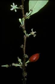 Image result for Erythrococca kirkii