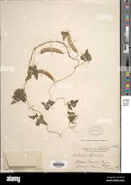 Image result for Dolichos trilobus