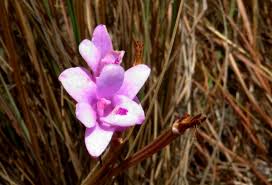 Image result for Polystachya dendrobiiflora