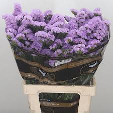 Coronavirus update please be advised that our offices are open and that our local florist in atlanta is also open for deliveries. Statice Atlanta Lavender Sun Birds 75cm Wholesale Dutch Flowers Florist Supplies Uk