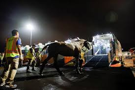 team indiait's a gold at the olympic stadium! Olympics Hundreds Of Horses Fly Into Tokyo For Equestrian Competition