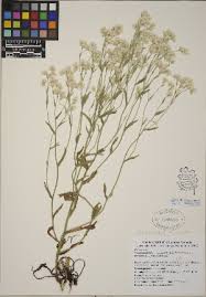 Image result for Pseudognaphalium oligandrum