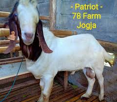 Harga kambing betina jawa randu super dan kambing betina peranakan etawa pedaging : Pejantan Boer 78 Farm Jogja Sukses Ternak Kambing Domba ÙÙŠØ³Ø¨ÙˆÙƒ