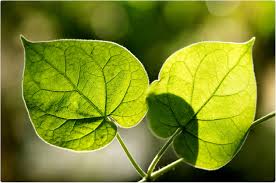 Image result for Cissampelos