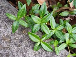 Mountain pachysandra is a native plant in the buxaceae family. Pachysandra Seeds Care Tips Effective Solutions