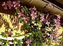 An excellent choice for small spaces. Clematis Hybrid Comtesse De Bouchaud