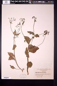 SEINet Portal Network