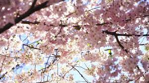 Cherry Blossom Flowers Ballymoney Best Flower Wallpaper