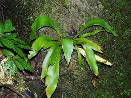 Image result for Antrophyum