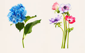 This versatile flower works best in centerpieces for smaller tables. Ny ã‚'æ‹ ç‚¹ã«æ´»å‹•ã™ã‚‹å†™çœŸå®¶ Kenji Toma ã«ã‚ˆã‚‹ æ¤ç‰©å›³è­œ é¢¨ ã®ç¾Žã—ã„å†™çœŸé›† The Most Beautiful Flowers ãŒç™ºå£² News The Fashion Post