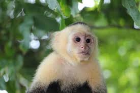 New leaf and animal crossing: The 20 Most Expensive Pets In The World 2020 Wealthy Gorilla