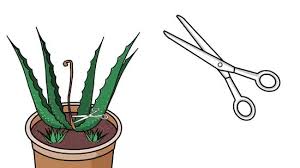 アロエベラを剪定する方法 7 ステップ 画像あり Wikihow
