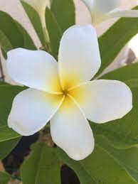 Plumeria S Are My Favorite Flower Plumeria Flowers Frangipani