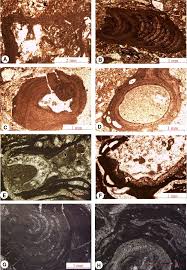 In this case, it means a thousandth of a meter. Paleontology And Paleoecology Of Coralline Algal Assemblages From The Early Middle Miocene Deposits In Nw Of The Zagros Basin Iran Springerlink