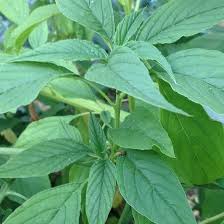 Image result for Amaranthus viridis