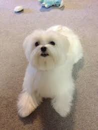 Pin On Dog Ideas