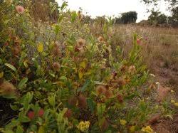 Image result for Triumfetta trichocarpa