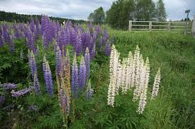 6 Different Types Of Lupine Flowers Home Stratosphere