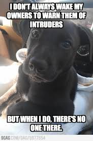 Whether you are having a bad day, or just want to smile, puppies always make it better. The Most Interesting Dog In The World Funny Dog Photos Funny Dog Memes Dogs