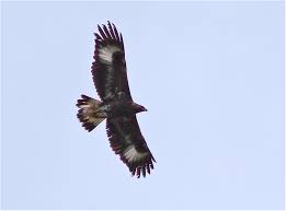 We did not find results for: Kungsorn Golden Eagle Lars Lundmark Fagelbilder Och Foto