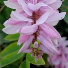 Image result for Indigofera lupatana