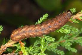 Image result for Hyppa rectilinea