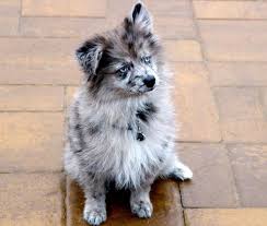 Black And White Pomsky Full Grown Aussiepom Or Pomsky The New Addition To Our Family Raining Cats And Dogs Blue Merle Big Dogs