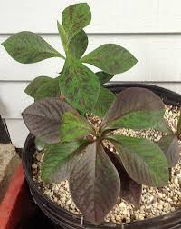 Image result for Euphorbia grantii