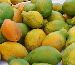 Image result for Carica papaya