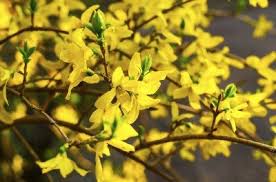 Propagating Forsythia Plants How To Grow Forsythia From Seed And Cuttings
