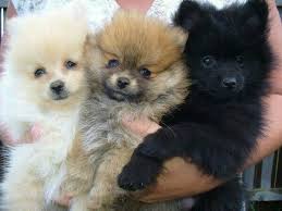 Milhares de fotos novas de alta qualidade são adicionadas todos os dias. Island Puppies Pomeranian Puppy Cute Pomeranian Pomeranian Puppy For Sale