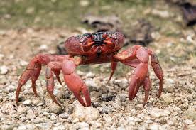 Red crabs are endemic to christmas island (australia), in the indian ocean. The Christmas Crab Massacre Pacific Standard