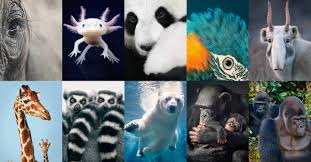 Learn about all the amazing animals in united kingdom. 26 Endangered Animals We Need To Save Now Cn Traveller