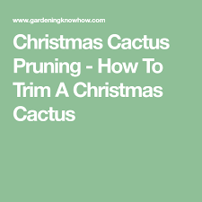 How to trim your christmas cactus. Christmas Cactus Pruning How To Trim A Christmas Cactus Christmas Cactus Christmas Cactus Plant Cactus