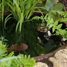 Gardener S World Barrel Pond Wildlife Gardening Pond Water Features Pond