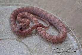 Lavender Sunkissed Kistanie Bloodred Corn Snake Corn Snake Snake Reptiles