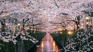 It's said that the history goes back to the time of japan's oldest record, called kojiki or the records of ancient matters.cherry trees were treated as sacred in the time of japan's oldest anthology of poems (manyoshu). How To See Japan S Cherry Blossoms In 2019 Conde Nast Traveler