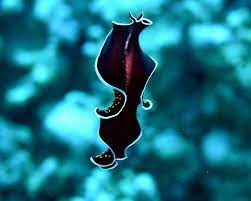 Flat sea creature seaweed and stone ai material. Flat Worm Ocean Creatures Sea Slug Ocean Animals
