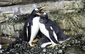 Lesbian penguin 'super moms' welcome chick at Spanish aquarium