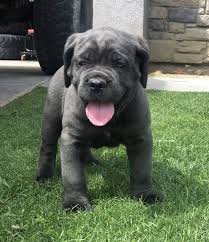 If you are looking to adopt or buy a italian mastiff take a look here! Ready To Leave Ready To Leave Cane Corso Puppies For Sale Blue Female Cane Corso Puppy For Sale In Bakersfield Ca Can Cane Corso Puppies Puppies Cane Corso