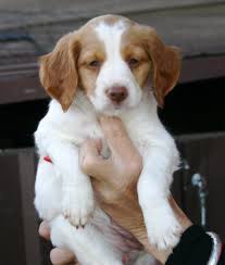 Check spelling or type a new query. Brittany Dog Shipping Rates Services