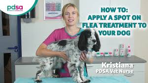 How To Apply A Spot On Flea Treatment To Your Dog Pdsa Petwise Pet Health Hub Youtube