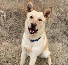 Golden Retriever Adoption in Iowa: Golden Retriever Puppies for Sale in  Iowa