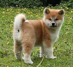 W Rank Com Adli Kullanicinin Baby Animals Panosundaki Pin Goruntuler Ile Shiba Inu Kopek Akita