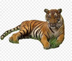 Populasi harimau di indonesia naik tapi tetap perlu perhatian. Harimau Kucing Jadi Jadian Men Download Gambar Png