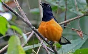 Ciri ciri burung murai bordan butuh informasi mengenai ciri fisik burung murai batu bordan yang dikenal memiliki memiliki bulu sangat indah silahkan baca penjelasan berikut. 3 Ciri Murai Batu Borneo Yang Bagus Dan Cara Merawatnya Burungnya Com