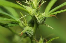 These sacs mature and spread pollen. 5 Tips On How To Sex Marijuana Plants Msnl Blog