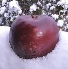 It is noted for balanced, sweet flavor improves after 30 days in the. Adam S Apples Arkansas Black White